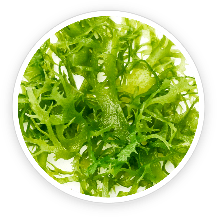 Bladderwrack Powder - Antioxidant-rich supplement for immune system support